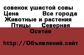 совенок ушастой совы › Цена ­ 5 000 - Все города Животные и растения » Птицы   . Северная Осетия